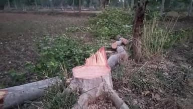 कटंगी: कटंगी क्षेत्र में खेतों में अंधाधुंध हो रही पेड़ों की कटाई,गांव से लेकर शहर में कृषि भूमि पर हर दिन कट रहे सैकड़ों पेड़