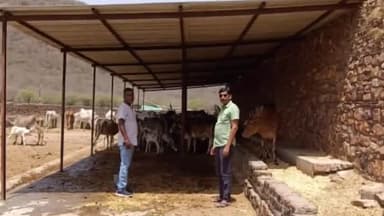 बूंदी: श्री गिरिराज गौशाला लोनावा लाखेरी में चारे और पानी के अभाव में नहीं हुई पशुओं की मौत