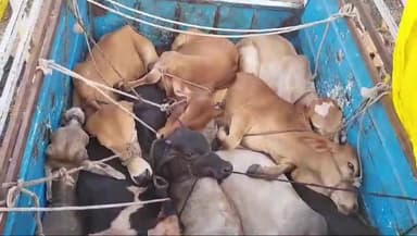 खरगौन: ग्राम सेंगाव में गोवंश से भरी पिकअप को पुलिस ने किया जब्त चालक हुआ फरार