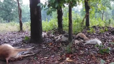 कोंडागांव: ग्राम धनसूली में गिरी आकाशीय बिजली, 9 मवेशी हुए प्राकृतिक आपदा के शिकार, भारी बारिश से बचने खड़े थे पेड़ के नीचे