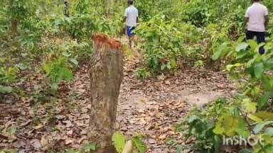 सिसई: बरगांव जंगल में लकड़ी माफियाओं द्वारा लगातार जंगल का कटाई करने का ग्रामीणों ने लगाया आरोप