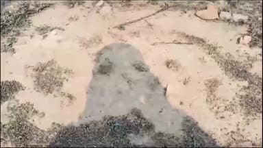 गुनौर: पन्ना टाइगर रिजर्व किशनगढ़ क्षेत्र में पौधा रोपण के नाम पर लाखों का घोटला।