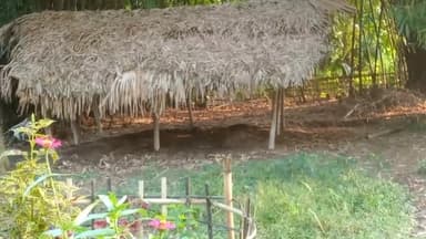 সোণাৰি: সোণাৰিৰ ৭নম্বৰত পুণৰ গৰু চোৰ উপদ্ৰপ, লব কিস্কুৰ চোৰে লৈ যায় ১টা হালোৱা গৰু