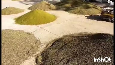 नागौर: नागौर कृषि उपज मंडी में जीरे के भावों में एक ही दिन में आई एक हजार रूपए प्रति क्विंटल की गिरावट