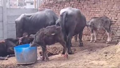 सरधना: दीवार में कुंबल लगाकर दो भैंस हुई चोरी पीड़ित ने दी थाने में तहरीर सुभाष पुरी कॉलोनी का मामला