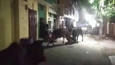 हरदोई: लखनऊ रोड स्थित आवास विकास कालोनी में जानवरों की लड़ाई में युवक घायल, कई बाइकें व कूलर हुए क्षतिग्रस्त