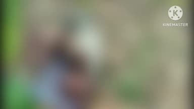 सिल्ली: दोलैचा में जंगल की ओर घूमने गए एक व्यक्ति को भालू ने किया घायल, हुई मौत