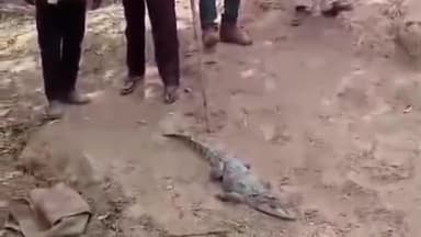 घोरावल: घोरावल वन क्षेत्र के बिसहार गांव में शनिवार को शाम पेड़ के नीचे 4 फीट लंबा मगरमच्छ दिखाई दिया