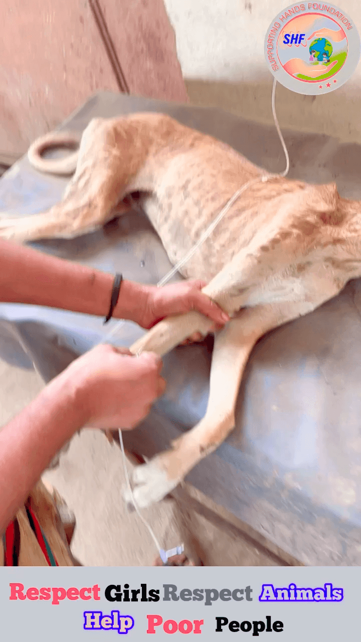 Mare meri Vala ye 😞

Respect girls help poor help animals 

#apsgurjar #youtube #viralreels #helping #support