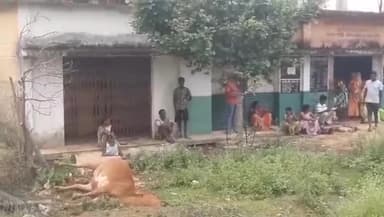 कोंडागांव: महात्मागांधी वार्ड PDS राशन दुकान के पास फेंसिंग बाउंड्री लाइन में फैली बिजली का करेंट, चपेट में आने से मवेशी की हुई मौत