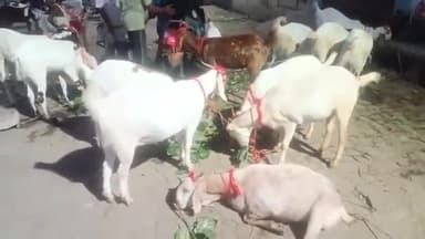 कोल: बकरीद को लेकर शाहजमाल पर सजी कई बकरों की मंडी, पहली बार बिक्री के लिए आये कई नस्ल के बकरे