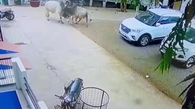 मंदसौर: नयापुरा रोड पर दो सांडों की लड़ाई में कार से टकराए सांड लड़ते-लड़ते क्षेत्र के लोगों में डर का माहौल की पकड़ने की मांग