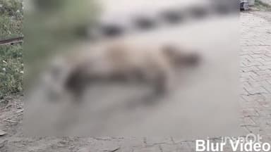 बिजनौर: बिजनौर में गांव झलरा के पास ट्रेन की चपेट में आकर एक गोवंश की मौत