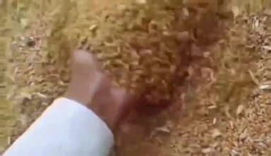 मोहन बड़ोदिया: मोहन बड़ोदिया कृषि उपज मंडी में 60 बोरी गेहूं की अवक हुई 2480 रुपए क्विंटल बिका गेहूं