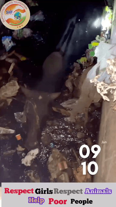 9 बजे से लगे रहे रात 2 बजे निकाल पाये ये नाला किसी को मार के छोड़ेगा 🙏🏻इसमें मेरे भी चोट आई है 

Respect Girls help poor help animals 

#apsgurjar