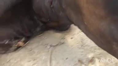 बिजनौर: गांव फरीदपुर भोरु में आवारा गोवंश पर गुलदार ने किया हमला किसानों में दहशत का माहौल