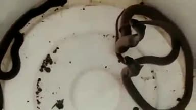 नरहरपुर: ग्राम सिंगनपुर में भीषण गर्मी के चलते जहरीले सांप घर में घुसा