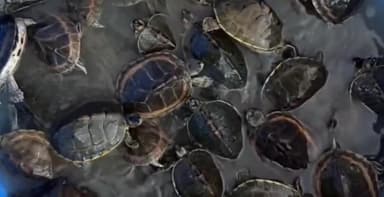 पटना ग्रामीण: मछुआ टोली के पास से 164 कछुओं की खेप को किया गया बरामद, मामले में एक महिला गिरफ्तार