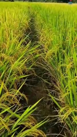 सबसे ज्यादा उत्पादन देने वाला धान एग्रिसिस का मोटू-120-125 दिन में तैयार।