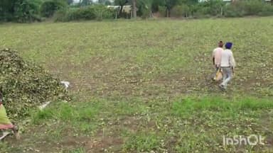 सिरोंज: जिले में समर्थन मूल्य पर मूंग की खरीदी न होने पर काम दाम में फसल बेंच रहे किसान,कलेक्टर बोले जल्द होगी शुरू