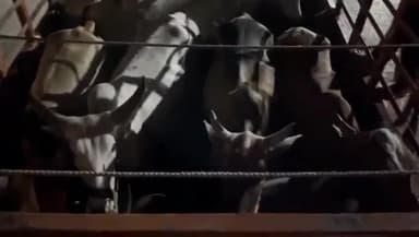 खरगौन: थाना महेश्वर पुलिस द्वारा गौवंश तस्करी के विरूद्व की गई बड़ी कार्यवाही