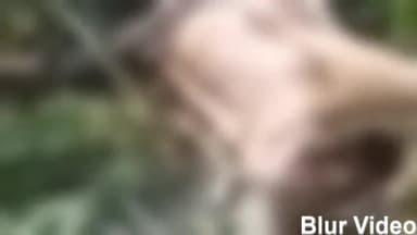 बिजनौर: गांव बगीची में गुलदार ने एक नीलगाय को बनाया अपना निवाला गांव में दहशत का माहौल