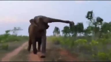 लोहरदगा: झुंड से भटक कर एक हाथी पहुंचा सुकुरहुट्टू, फोटो व वीडियो बनाने के लिए ग्रामीणों की लगी भीड़