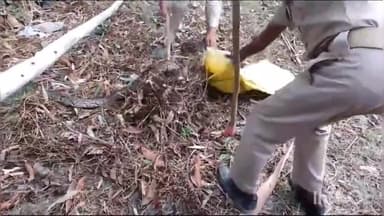 मिहींपुरवा: तिरपन गांव में निकला विशालकाय अजगर, वन विभाग की टीम ने किया रेस्क्यू