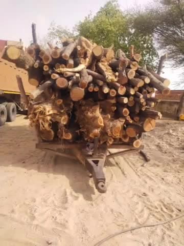 रावतसर: पल्लू पुलिस ने नोहर रोड पर अवैध खेजड़ी की लकड़ियों से लदे 4 वाहनों को किया जब्त