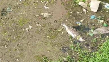 ਪਠਾਨਕੋਟ: ਮਮੂਨ ਵਿੱਚ ਬਣਾਏ ਗਏ ਤਲਾਬ ਵਿੱਚ ਸੈਂਕੜਾ ਮੱਛੀਆਂ ਮਰੀਆਂ,ਲੋਕਾਂ ਨੇ ਬਿਮਾਰੀ ਫੈਲਣ ਦਾ ਜਤਾਇਆ ਡਰ