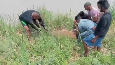 पूर्णागिरि: टनकपुर के शारदा बैराज में 2 घंटे से फंसी गाय को जल पुलिस और स्थानीय गोताखोरों ने सकुशल निकाला बाहर