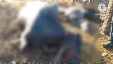 सुसनेर: बोरखेड़ी लढा में आकाशीय बिजली गिरने से 2 भैसों की मौत, पीड़ित ने प्रशासन से की मुआवजे की मांग