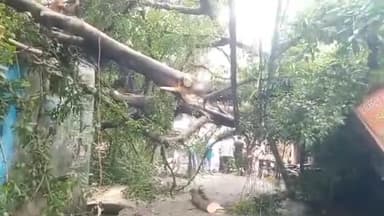 मुरादाबाद: गलशहीद थाना क्षेत्र में बारिश होने के चलते पेड़ गिरने से विद्युत पोल गिरा टला बड़ा हादसा, नहीं हुई कोई जनहानि