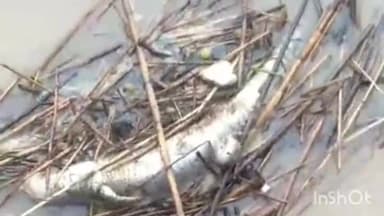 मिहींपुरवा: गिरजापुरी बैराज में मृत घड़िहाल की सूचना पर पहुंची वन विभाग की टीम,रेस्क्यू कर पानी से बाहर निकाला शव