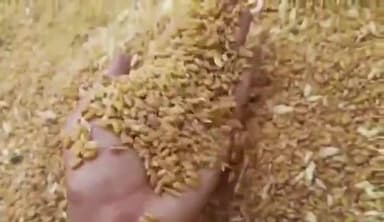 मोहन बड़ोदिया: मोहन बड़ोदिया कृषि उपज मंडी में 120 बोरी सोयाबीन की अवक हुई, 4350 क्विंटल बिका