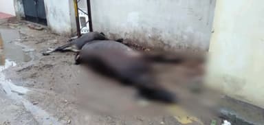 कानपुर: काकादेव में करंट की चपेट में आने से दो मवेशी की मौत