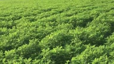 भोगांव: बिछवां के गांव नगला खगी में मूंगफली काटने को लेकर रसूखदारों ने महिला को गाली-गलौज कर मारपीट कर किया घायल