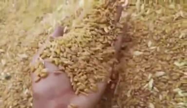 मोहन बड़ोदिया: मोहन बड़ोदिया कृषि उपज मंडी में 150 बोरी सोयाबीन की अवक हुई, 4300 रुपए  क्विंटल बिका