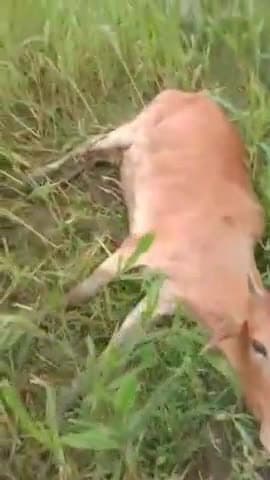 करछना: बेनीपुर गांव में खेत में घास चर रही गाय को दबंगों ने लाठी डंडों से मारकर उसका पैर तोड़ा पुलिस से की गई शिकायत