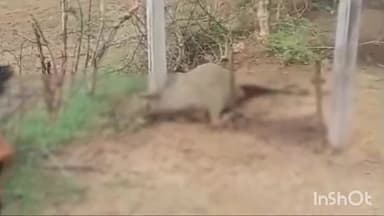 बटियागढ़: फतेहपुर में ट्रांसफार्मर के करंट की चपेट में आने से भैंस की हुई मौत, बिजली विभाग को दी गई सूचना