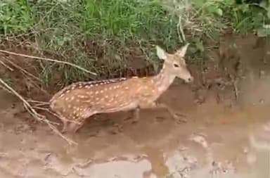 समुद्रपूर: जोरविरा शिवारात नालीच्या गाळात फसलेल्या चितळाला वनविभागाच्या कर्मचाऱ्यांनी सुखरूप बाहेर काढून सोडले जंगलात