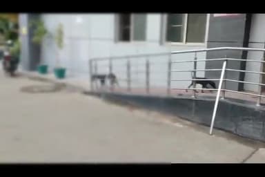 बरेली: महिला अस्पताल परिसर बरेली में कुत्ते चबाते दिखे नवजात की खोपड़ी, वीडियो सोशल मीडिया पर हुआ वायरल