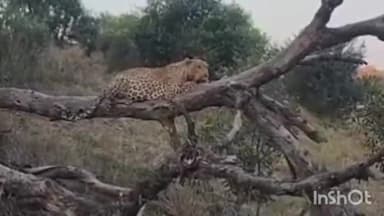 बिजनौर: बिजनौर में नूरपुर मार्ग स्थित इंडियन ढाबे के सामने गुलदार दिखाई देने से मचा हड़कंप