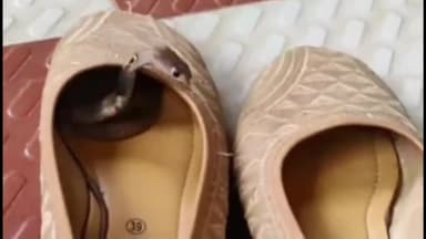 हरिद्वार: शिवालिक नगर का नहीं है जूते में सांप घुसने का वायरल वीडियो, रेंज अधिकारी शैलेंद्र सिंह नेगी ने की पुष्टि