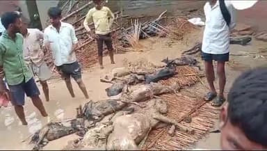 कानपुर: बिठूर में भारी बारिश के कारण कच्ची ईटों से बने मकान की छत व दीवार गिरी,मलबे में दबकर सात बकरे और सात बकरी की मौत