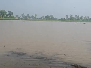 तेज बारिश के कारण किसानों का नुकसान