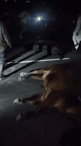 मेरठ के बाईपास इंचोली के पास की हैं अधिकतर एक्सीडेंट जानवर की वजहा से होते हैं डेली 100+ लोग अपनी जान गवा देते हैं कास यें गोशाला वाले इनको बांधकर रखें तो यें हादसे नहीं होगे