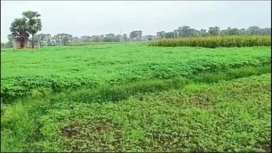 नगर नौसा: जैविक कॉरिडोर योजना अंतर्गत कैला पंचायत में हरित कैला जैविक उत्पादक कंपनी लिमिटेड के किसानों के द्वारा ढैचा कि खेती