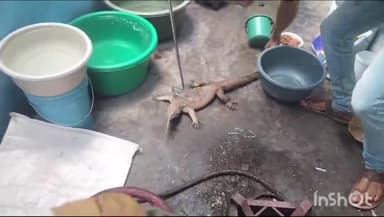 शाहनगर: शाहनगर बस्ती में व्यक्ति के रहायसी मकान के अंदर घुसा विष खोपड़ा, जीव जंतु मित्र ने रेस्क्यू कर छोड़ा जंगल में