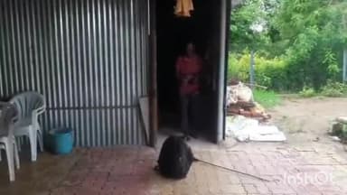 શિનોર: અવાખલ ગામે રહેણાંક મકાનની બાજુમાં આવેલા ગોડાઉનમાંથી સફળતા પૂર્વક સાપનું રેસ્ક્યું કરી તેને શિનોર વન વિભાગને સુપરત કરાયો.